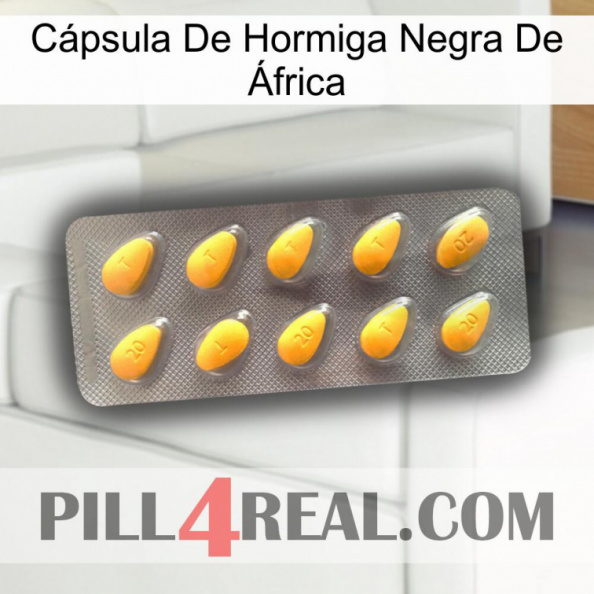 Cápsula De Hormiga Negra De África cialis1.jpg